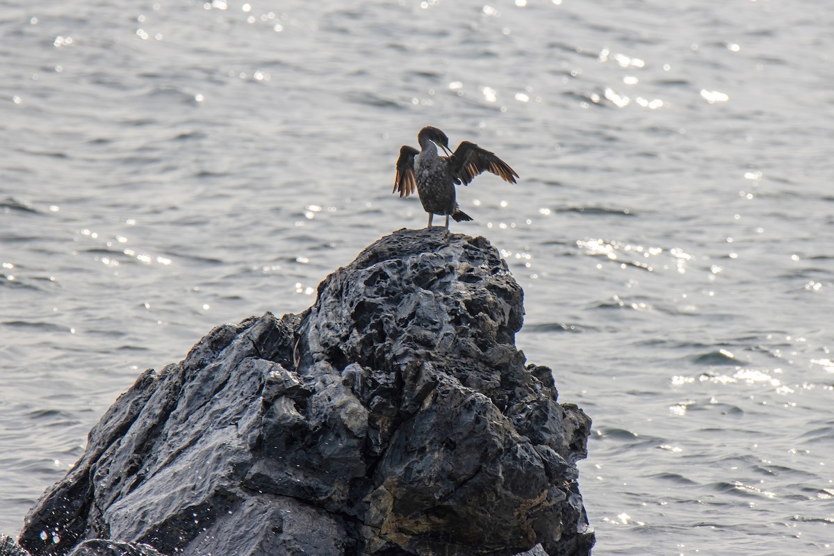 Great Cormorant - ML624532533