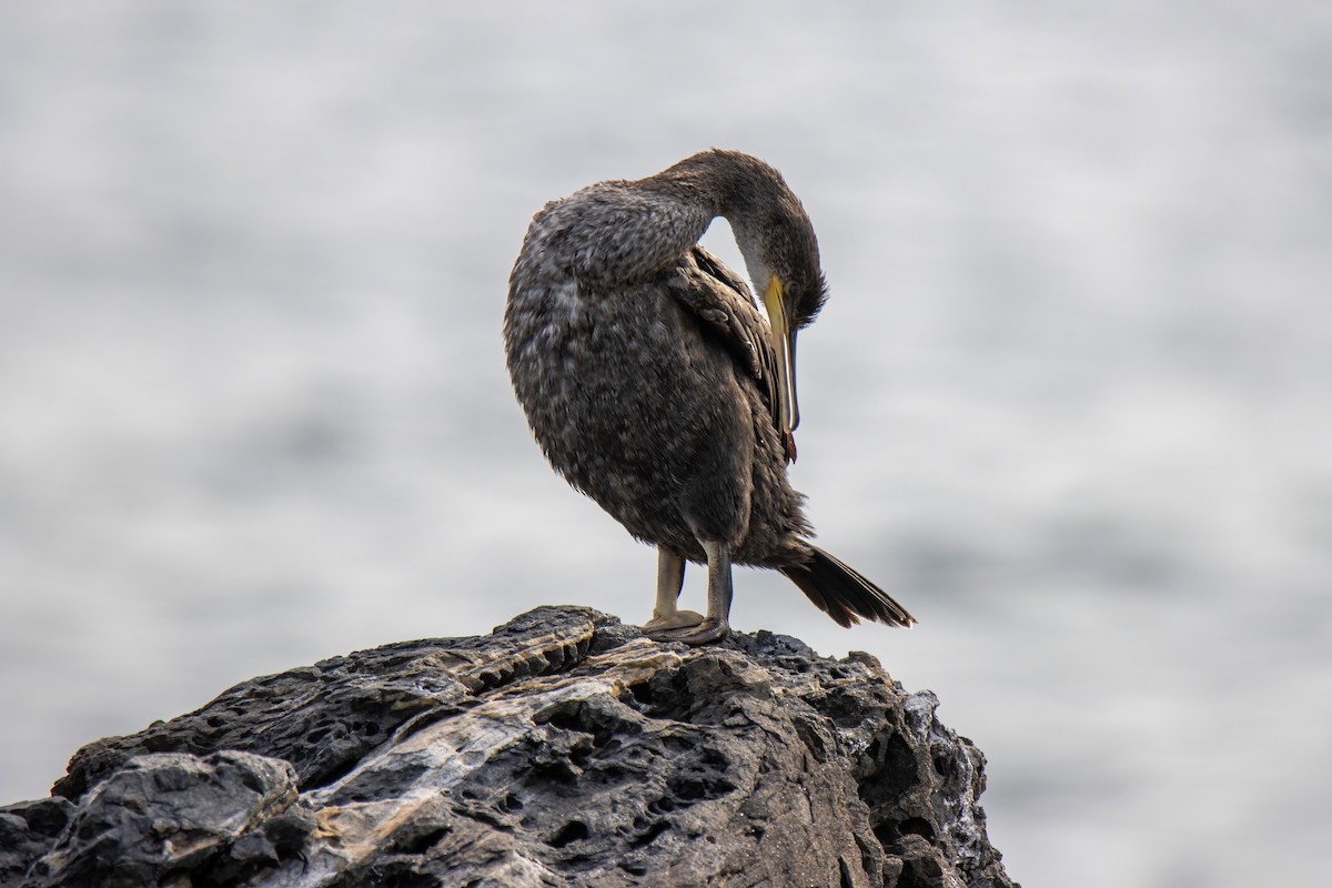 Great Cormorant - ML624532535