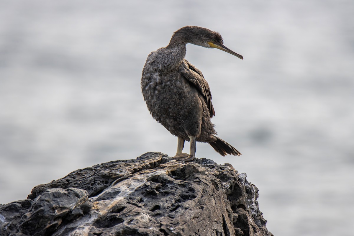 Great Cormorant - ML624532536