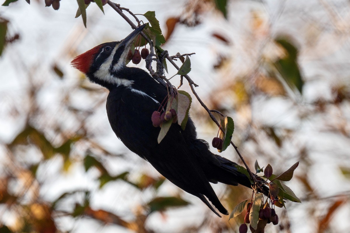 Pileated Woodpecker - ML624532537