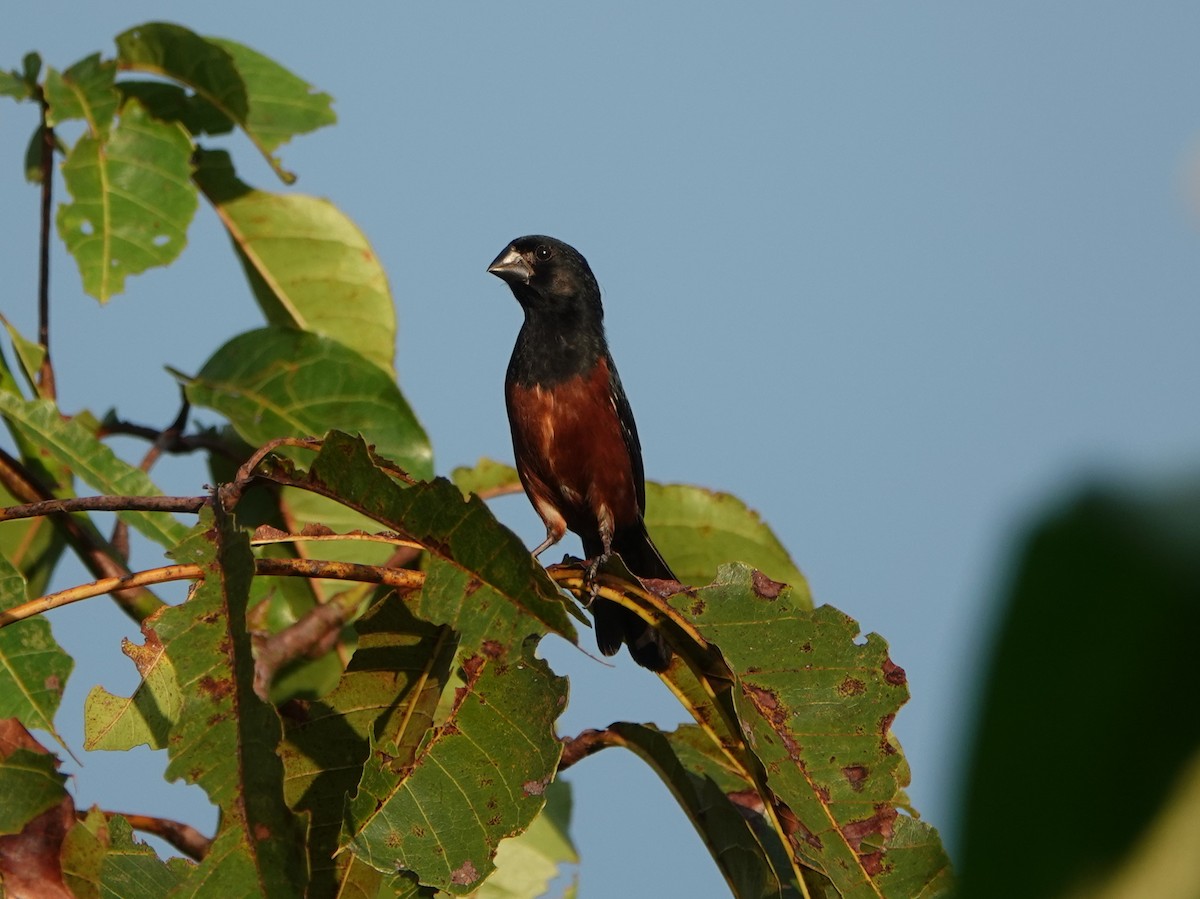 Chestnut-bellied Seed-Finch - ML624532538