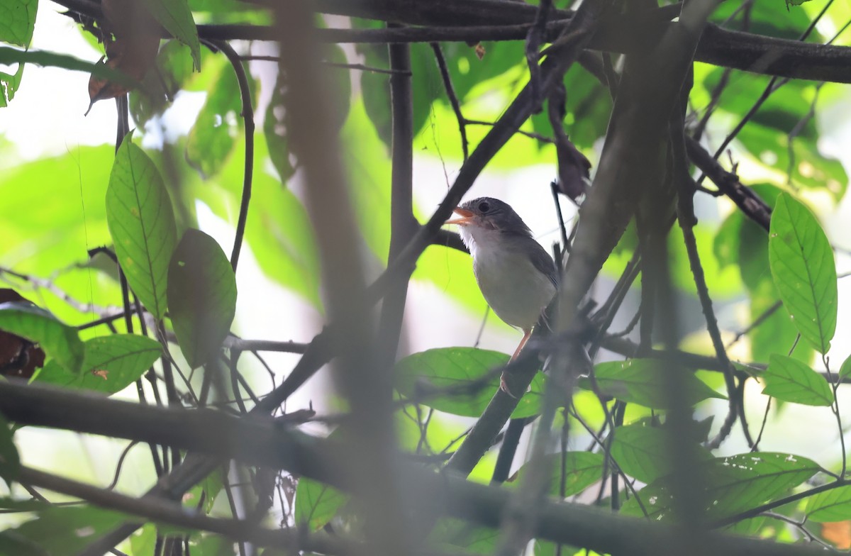 Sumatran Babbler - ML624532539