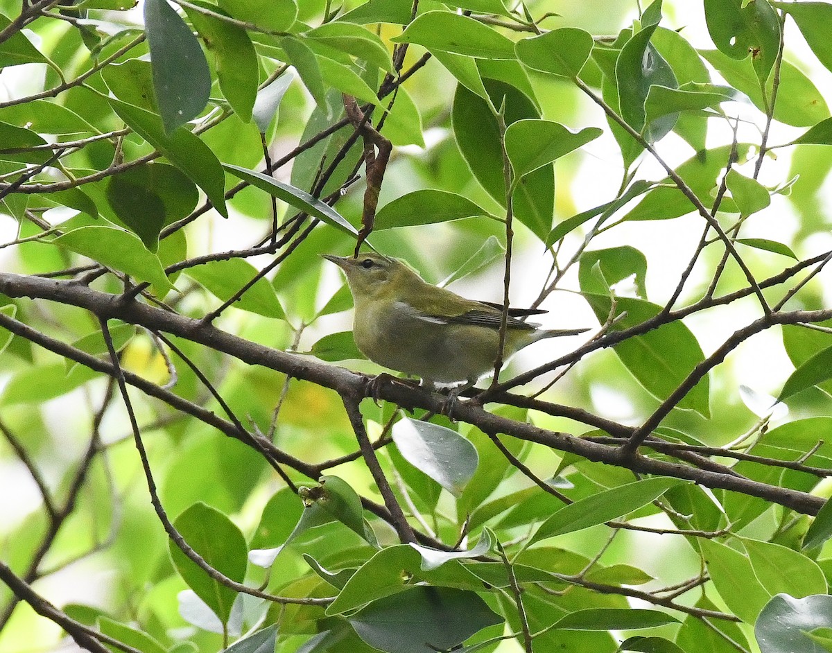 Tennessee Warbler - ML624532540