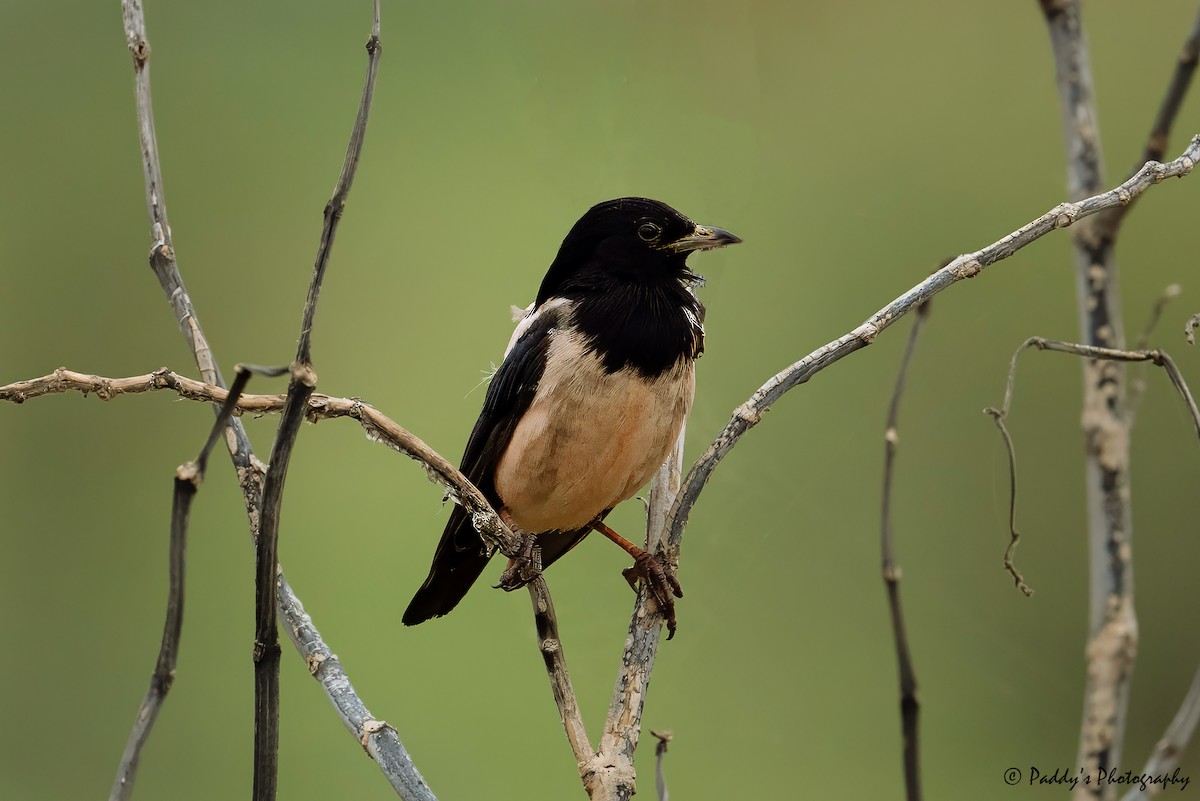 Rosy Starling - ML624532541