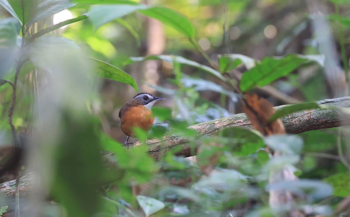 Malayan Black-capped Babbler - ML624532542