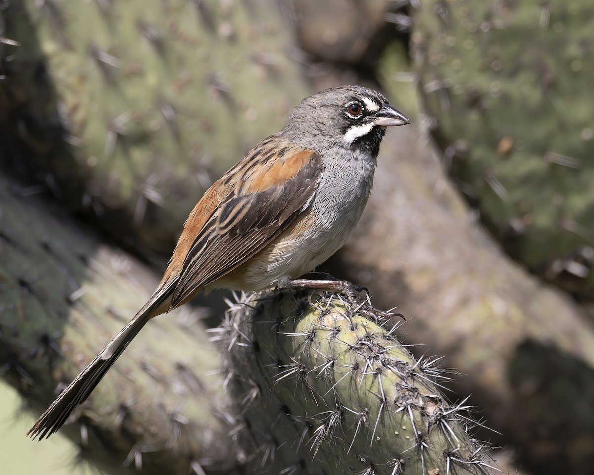 Bridled Sparrow - ML624532543