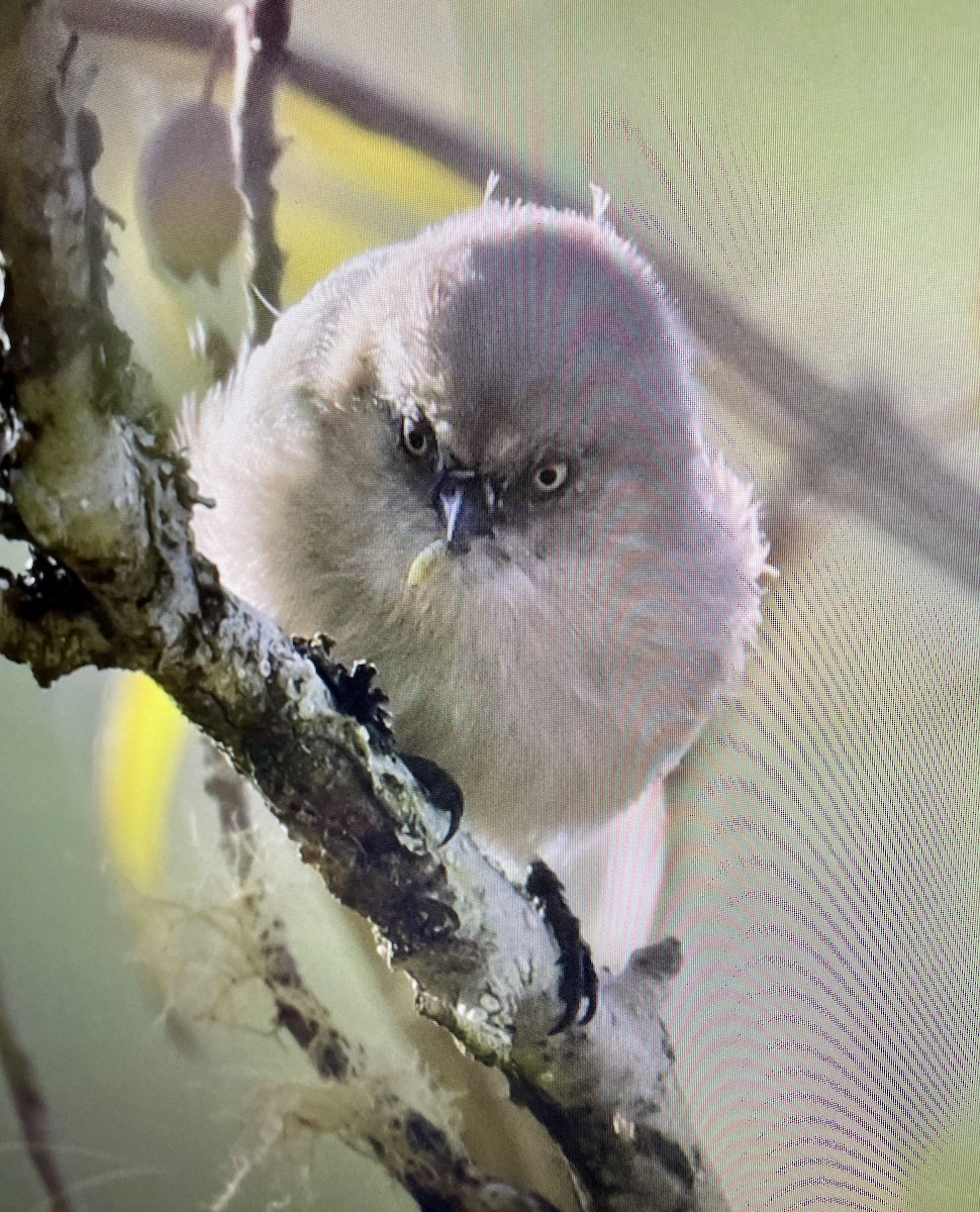 Bushtit - ML624532544