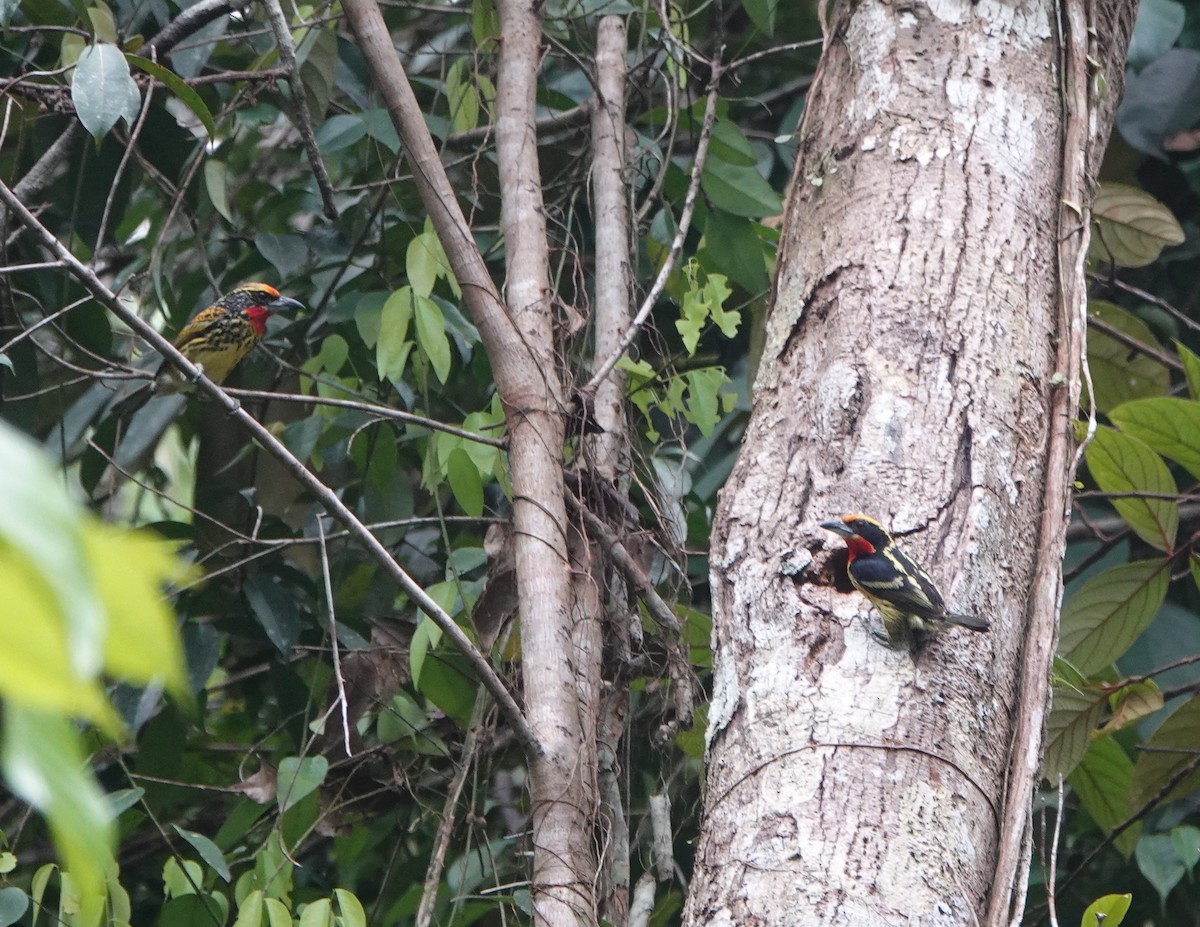 Yaldızlı Barbet - ML624532560