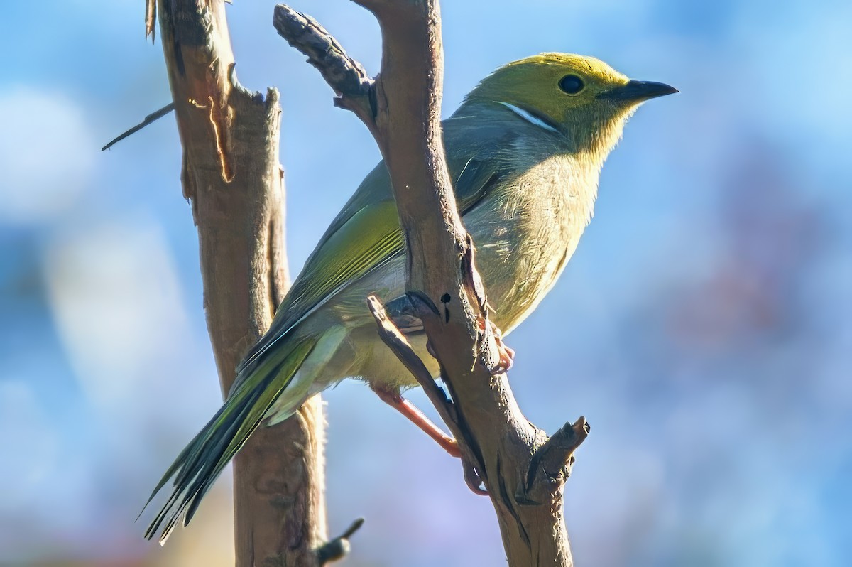 White-plumed Honeyeater - ML624532561