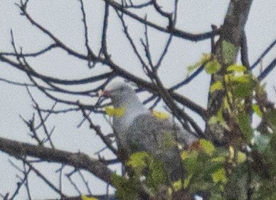 Spotted Imperial-Pigeon - ML624532574