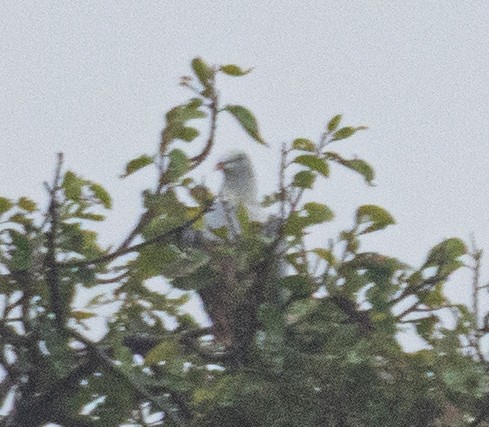 Spotted Imperial-Pigeon - ML624532575