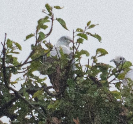 Spotted Imperial-Pigeon - ML624532576