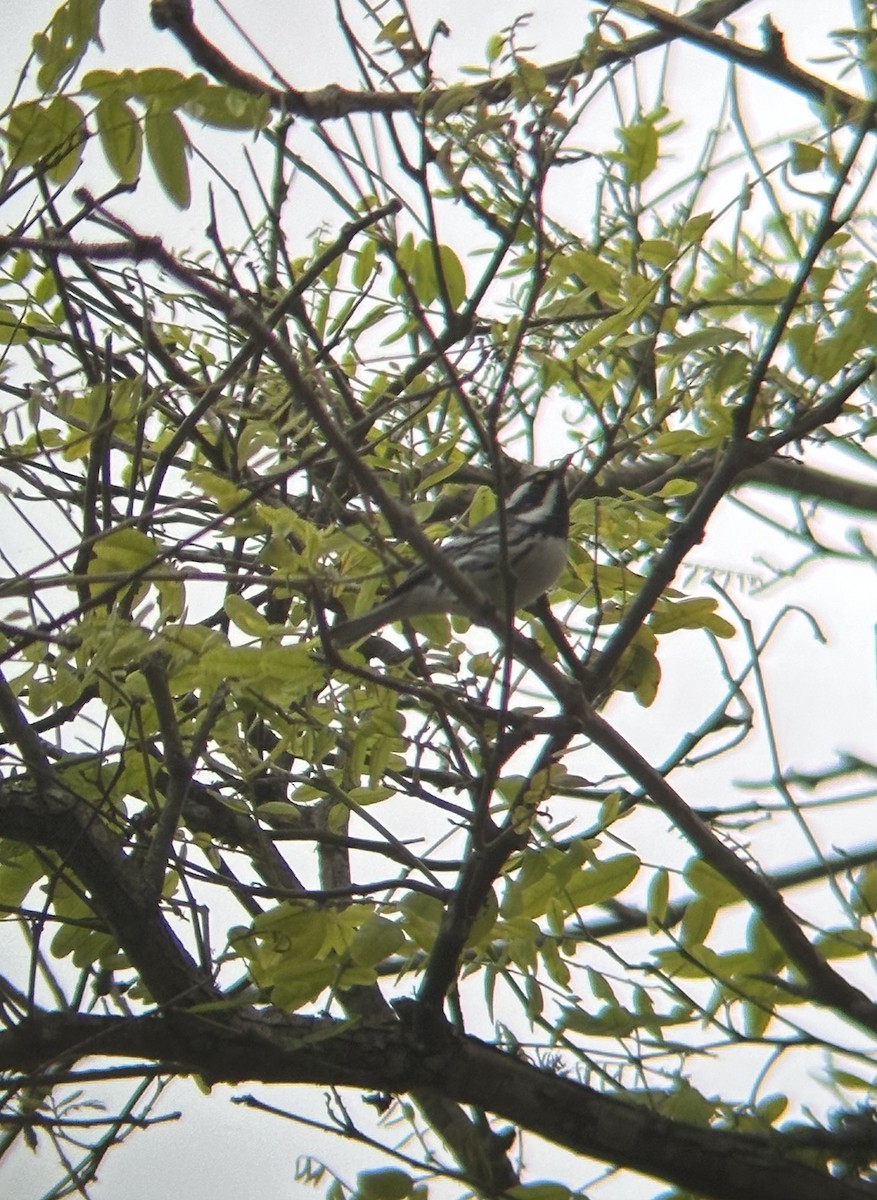 Black-throated Gray Warbler - Zach Nett