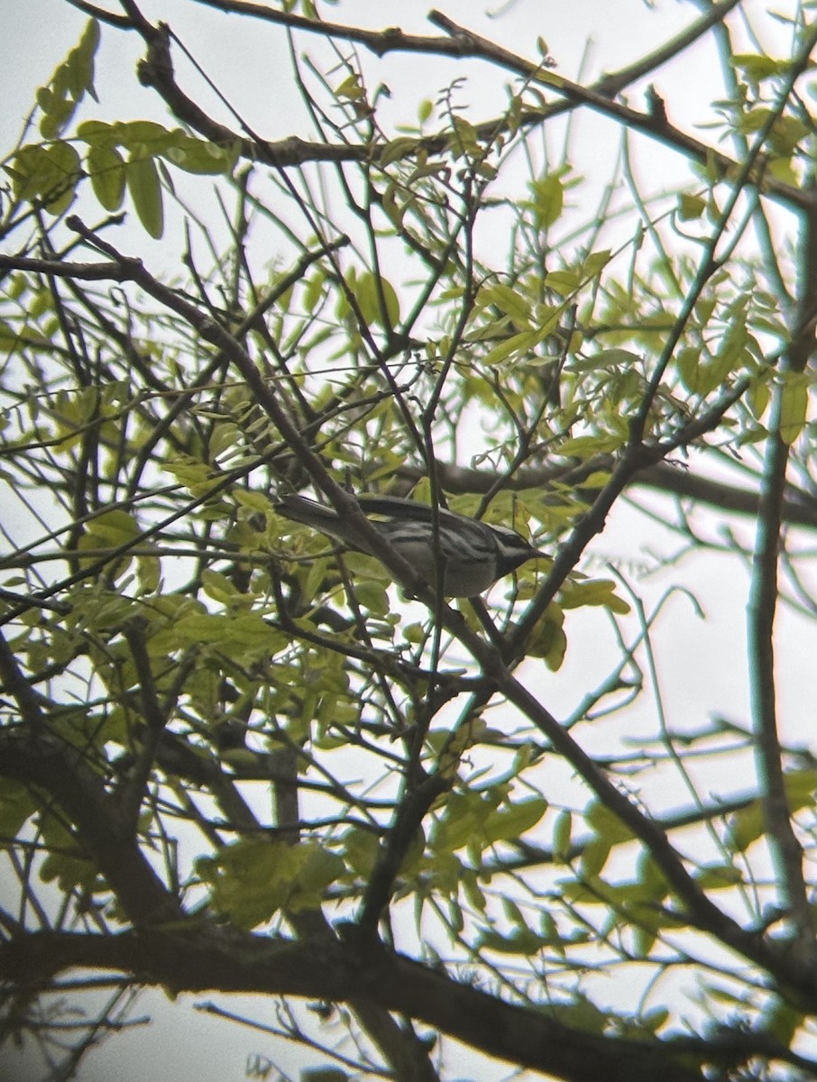 Black-throated Gray Warbler - Zach Nett