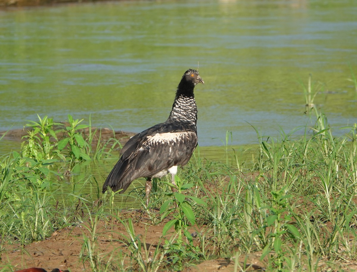 Hornwehrvogel - ML624532582