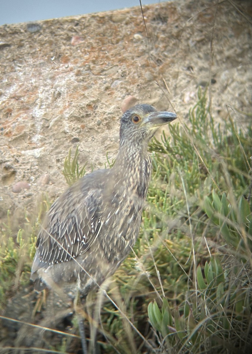 Yellow-crowned Night Heron - Zach Nett