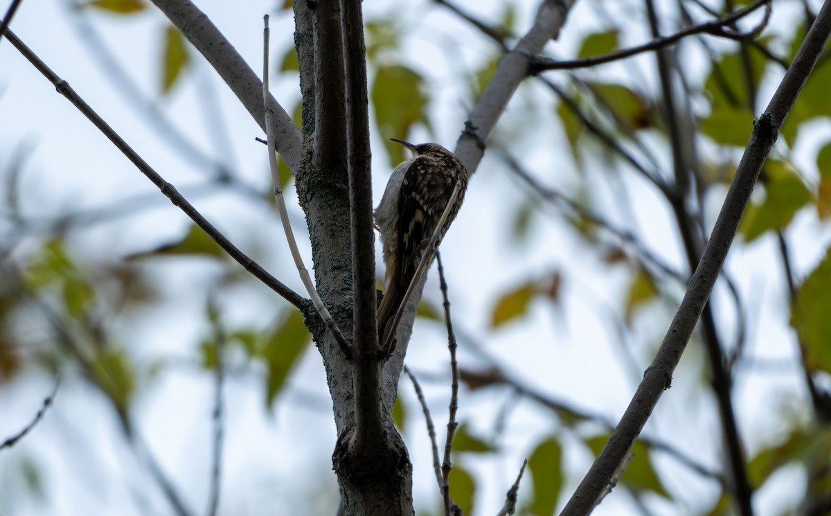 Brown Creeper - Chad Berry