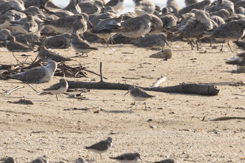 Broad-billed Sandpiper - Dana Cameron