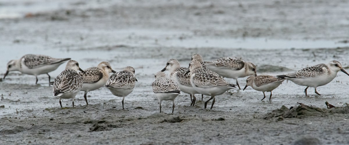 Sanderling - ML624532787