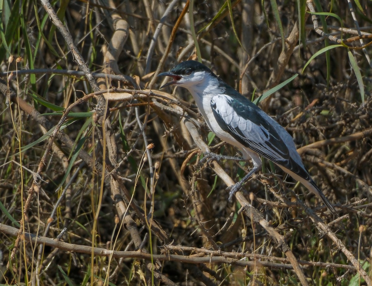 White-winged Triller - ML624532812