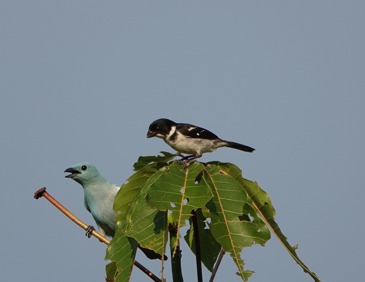Wing-barred Seedeater (Caqueta) - ML624532830