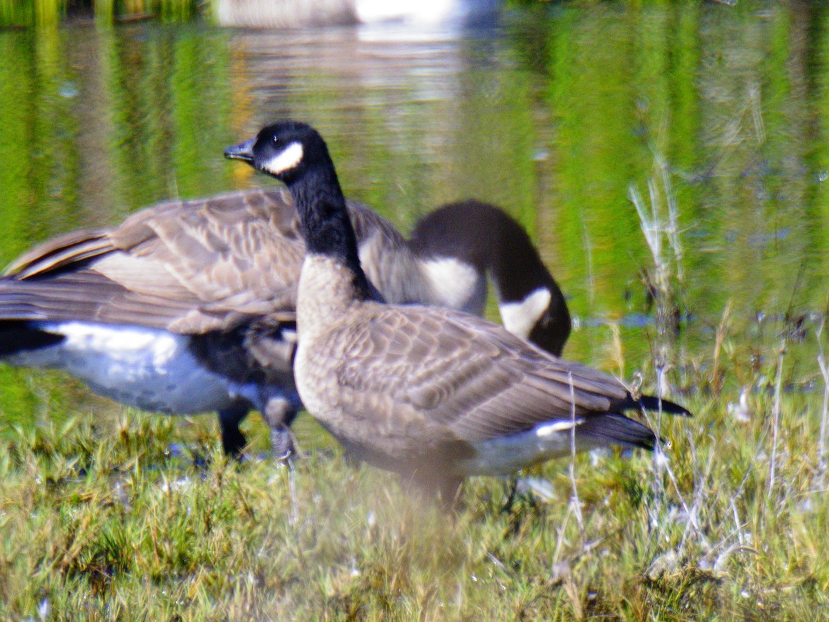 Cackling Goose - Michael Rieser