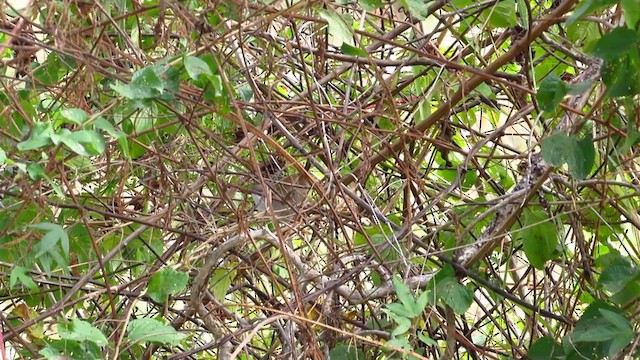 New Caledonian Grassbird - ML624532839