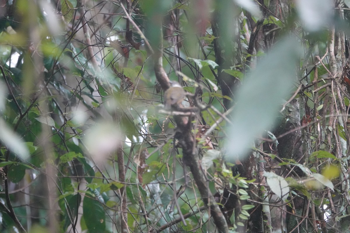 Orange-crowned Manakin - ML624532860