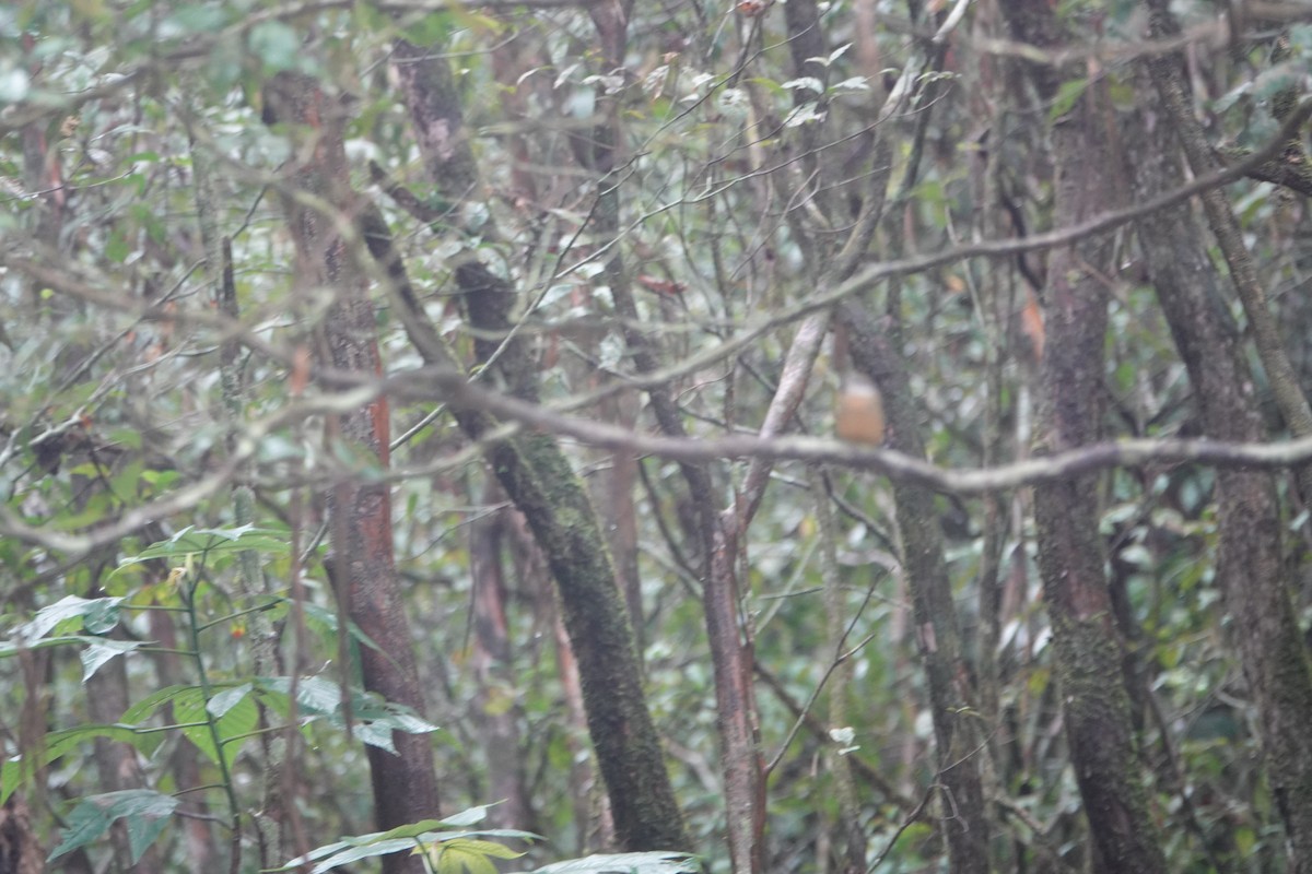 Orange-crowned Manakin - ML624532861