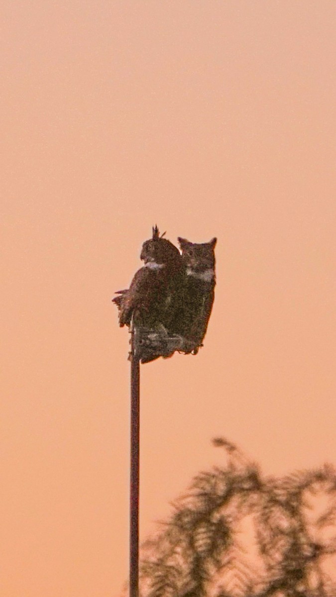 Great Horned Owl - ML624532876