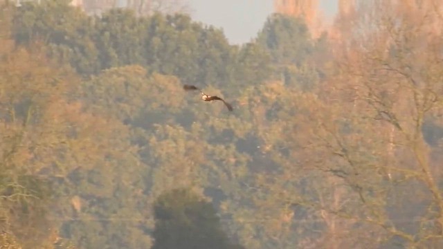 Western Marsh Harrier - ML624532961