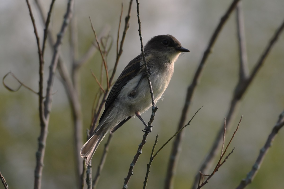 Eastern Phoebe - ML624532962