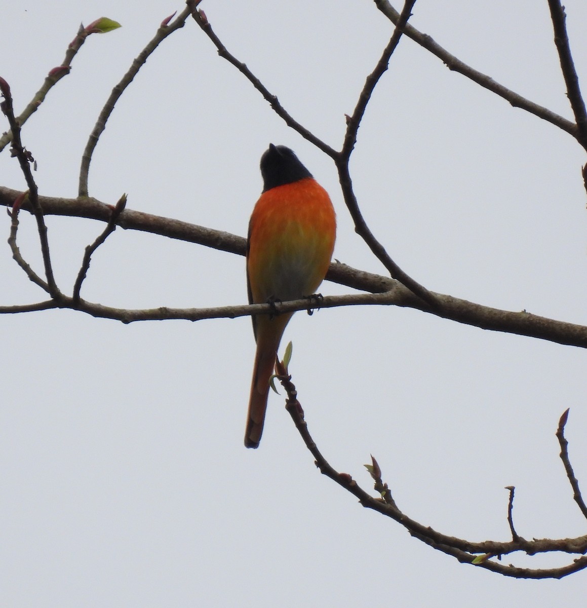 Small Minivet - ML624532964