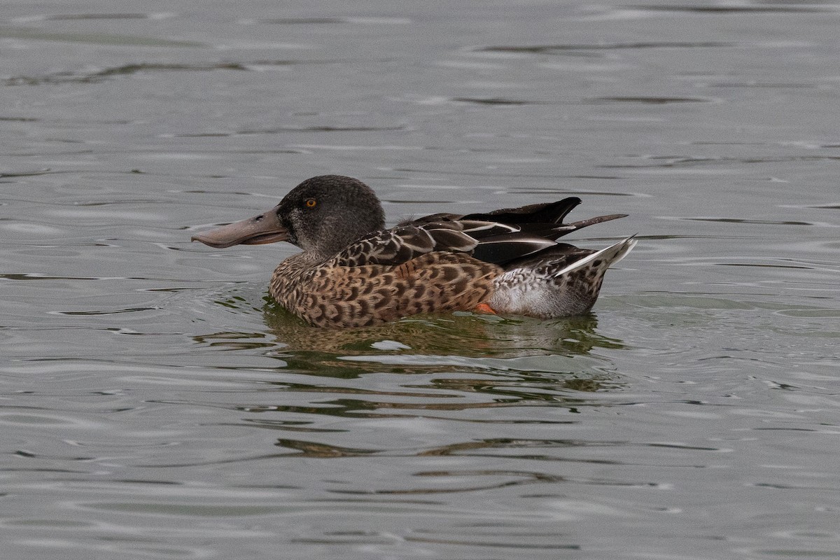 Northern Shoveler - ML624532983