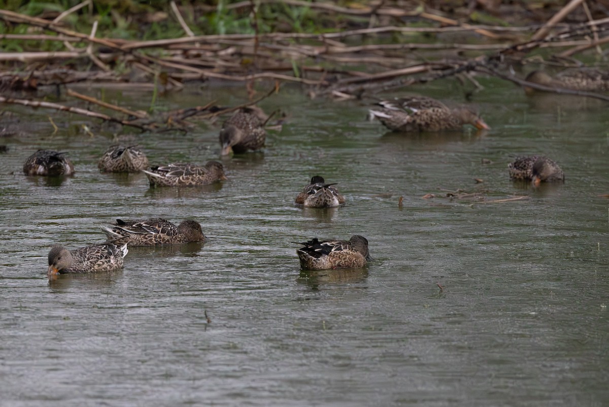 Northern Shoveler - ML624532984