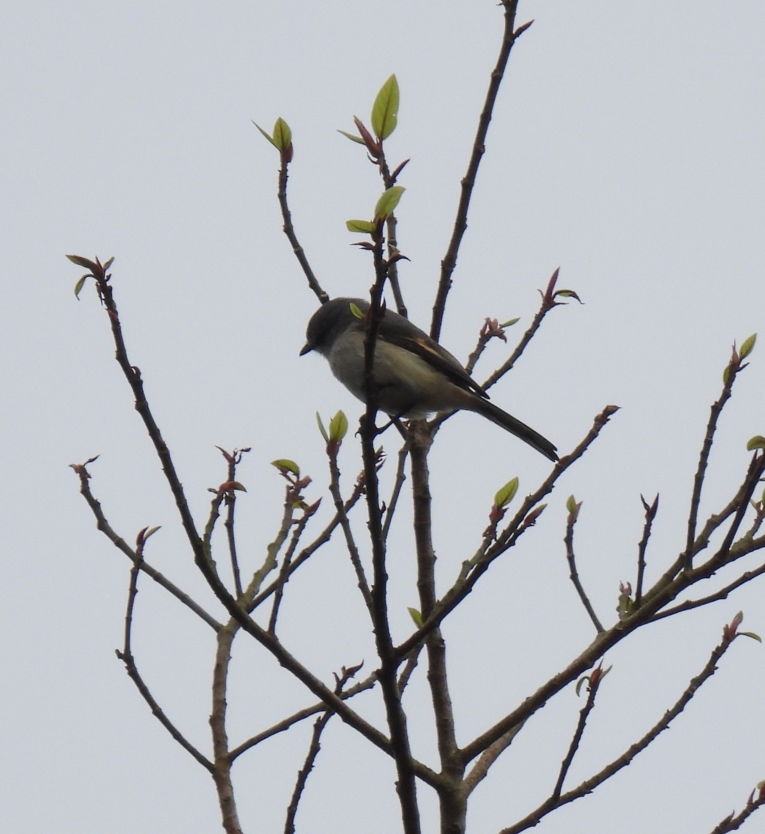 Small Minivet - ML624532989