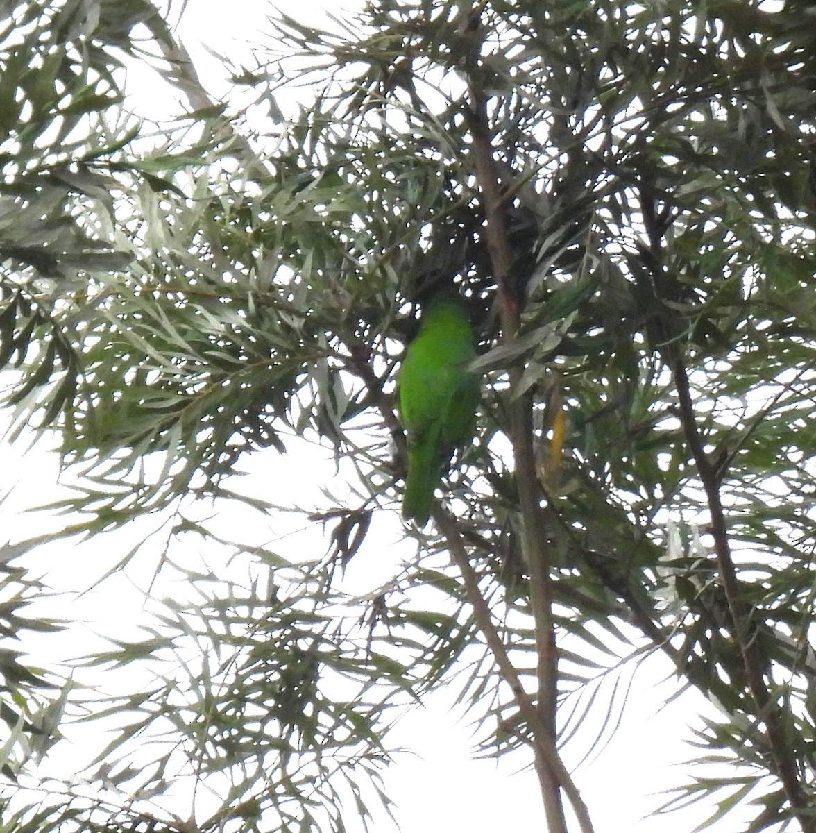 Golden-fronted Leafbird - ML624533017