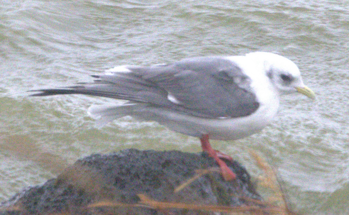 Red-legged Kittiwake - ML624533018