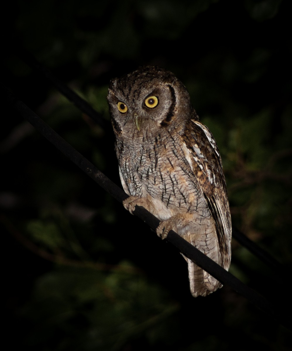 Tropical Screech-Owl - ML624533019