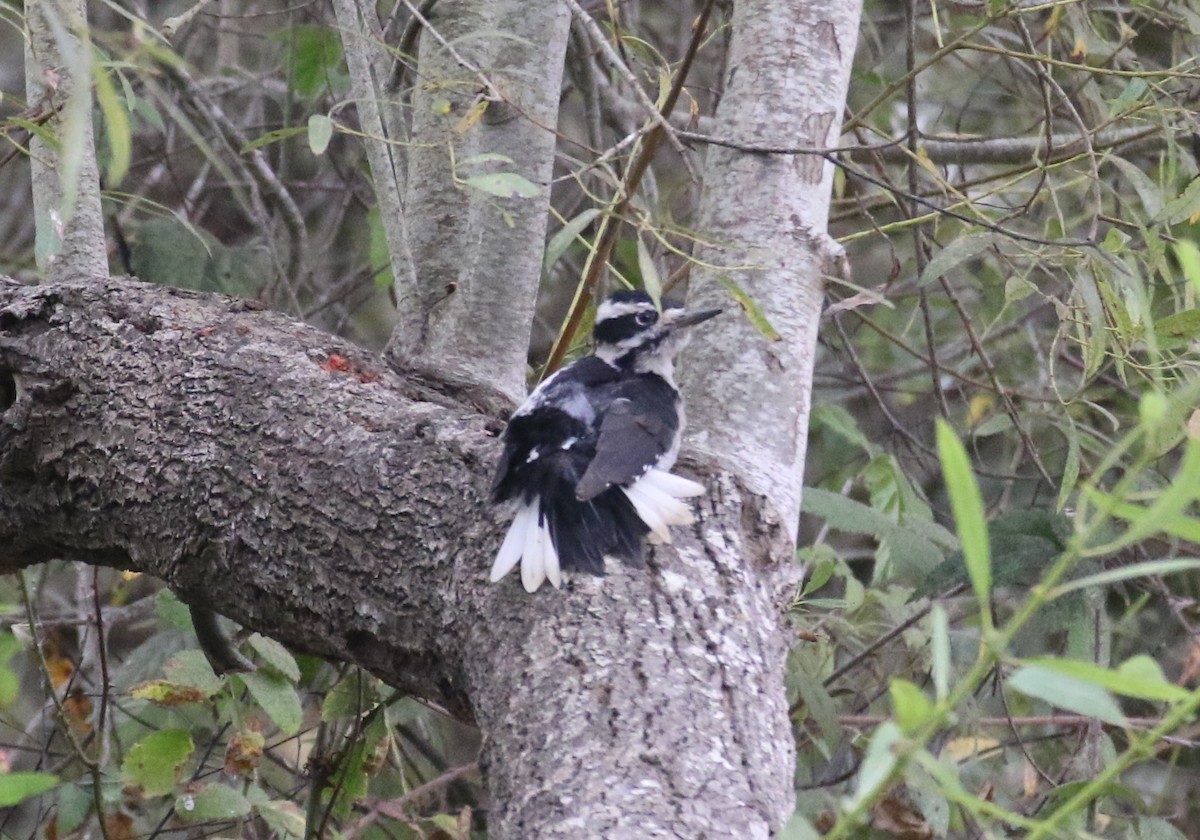 Hairy Woodpecker - ML624533021