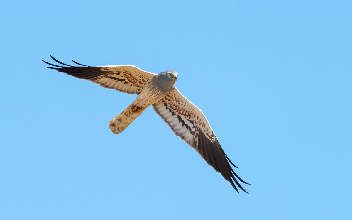 Montagu's Harrier - Serge Horellou