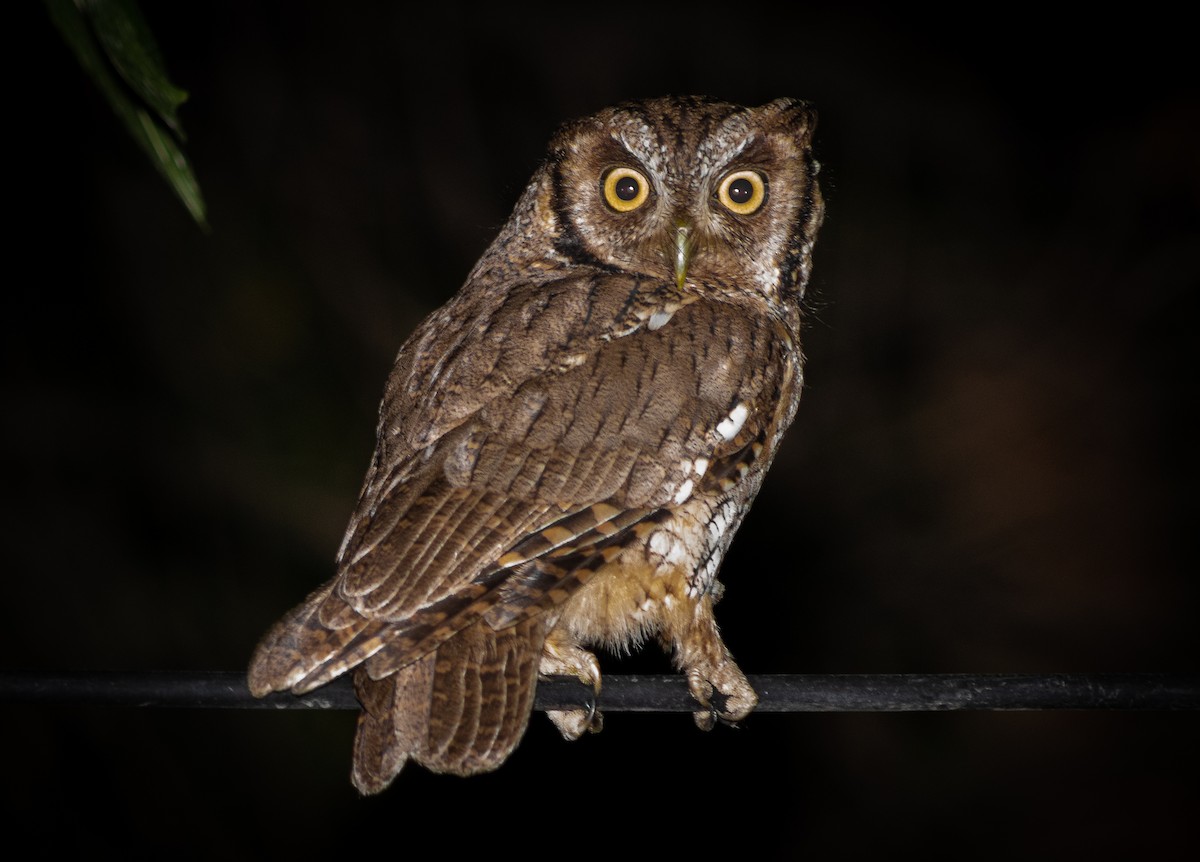 Tropical Screech-Owl - ML624533024