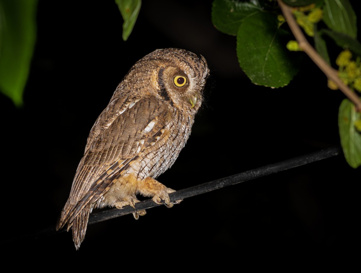 Tropical Screech-Owl - Santiago P.S