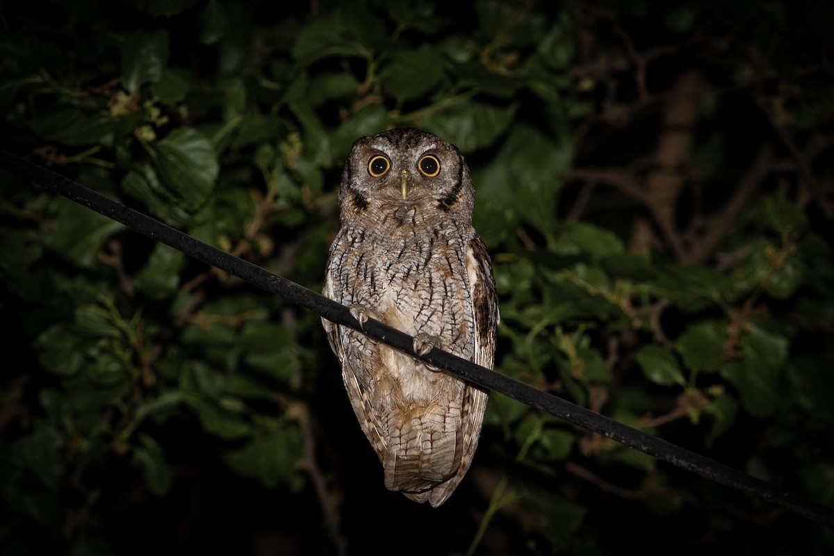 Tropical Screech-Owl - ML624533026