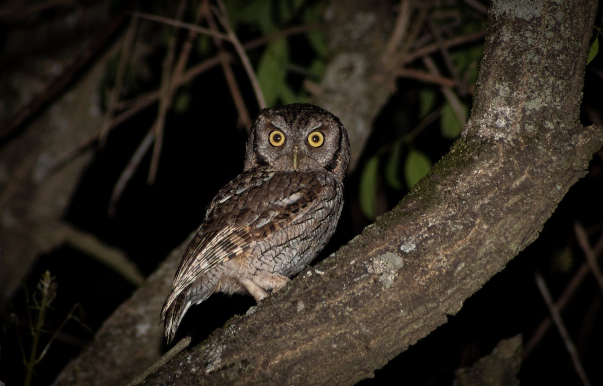 Tropical Screech-Owl - ML624533027