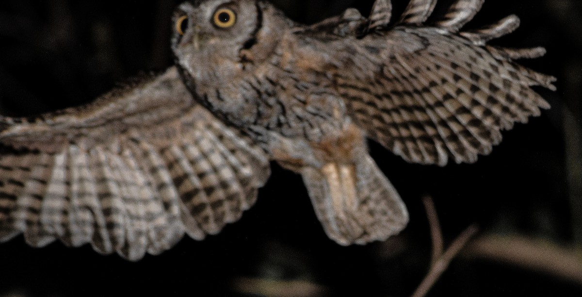 Tropical Screech-Owl - ML624533028