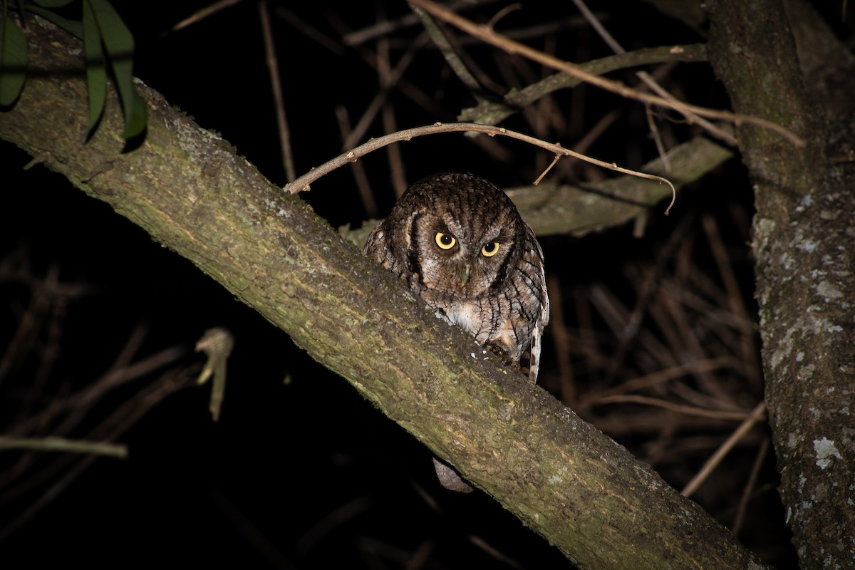 Tropical Screech-Owl - ML624533029