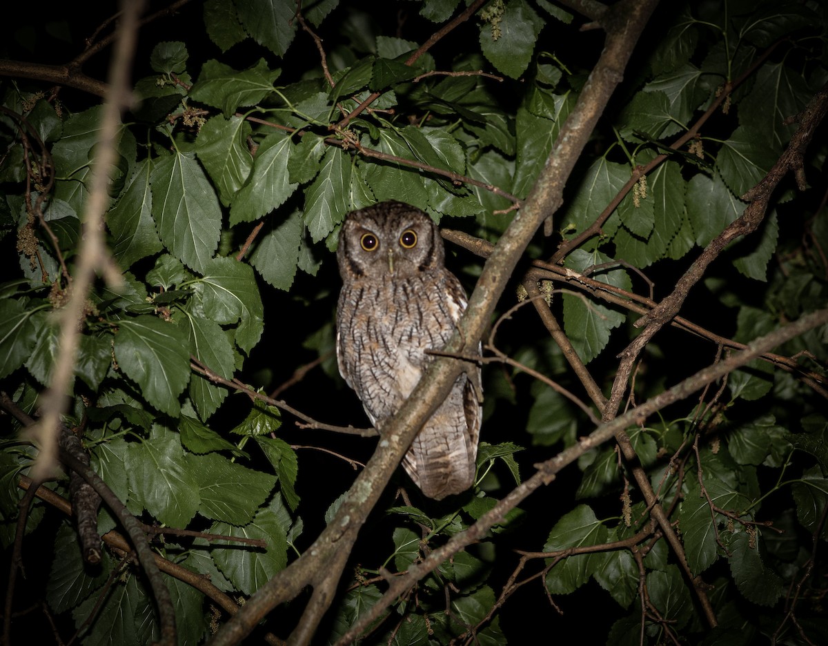 Tropical Screech-Owl - ML624533030