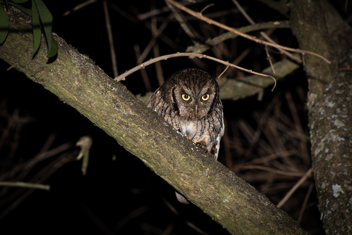 Tropical Screech-Owl - ML624533031