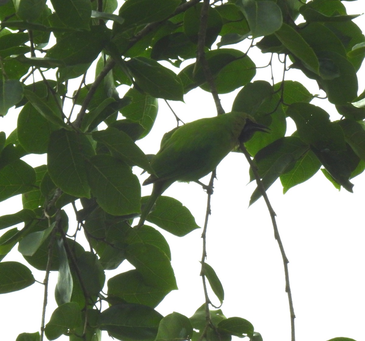 Golden-fronted Leafbird - ML624533035